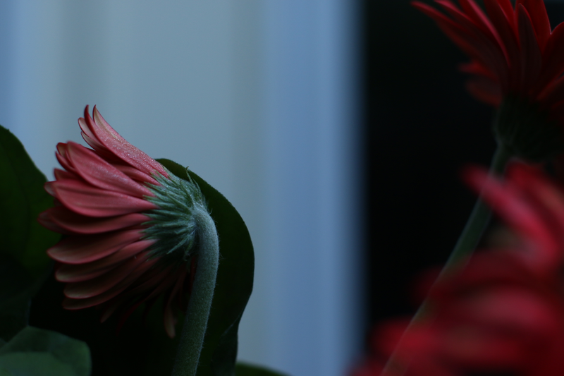 Illustration for article titled Morning Flowers